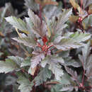 Physocarpos opulif. 'Summer Wine' - Zwerg-Blasenspiere