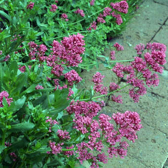 Centranthus ruber 'Coccineus': Bild 5/8