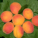 Prunus arm. 'Ungarische Beste' - Marille