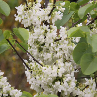 Cercis siliquastrum 'Alba'