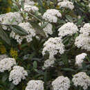 Viburnum 'Pragense' - Immergrüner Schneeball