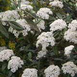 Viburnum 'Pragense' - Immergrüner Schneeball