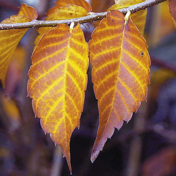 Zelkova serrata 'Urban Ruby': Bild 1/1 Zelkova serrata 'Urban Ruby': Bild 1/1