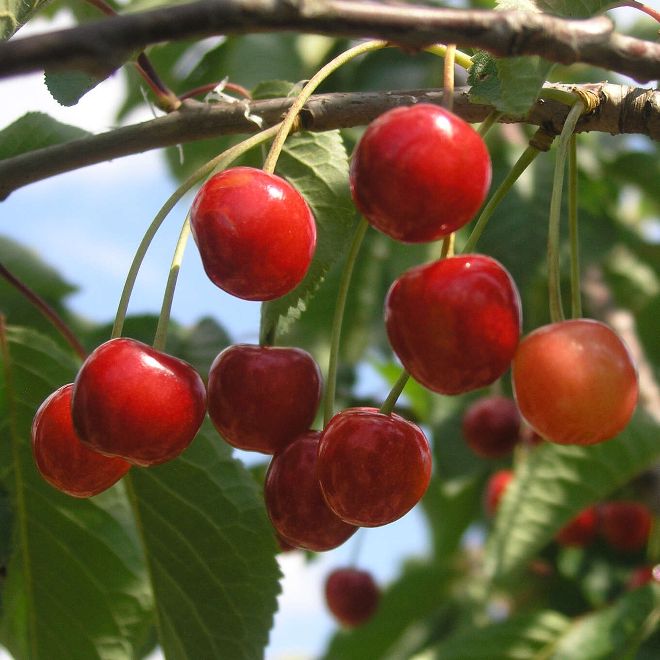Weichsel Prunus cerasus 'Kochs Verbesserte Ostheimer Weichsel' weiß
