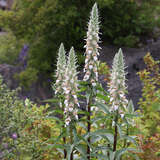 Digitalis lanata - Fingerhut