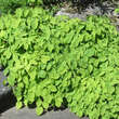 Epimedium alpinum: Bild 1/3