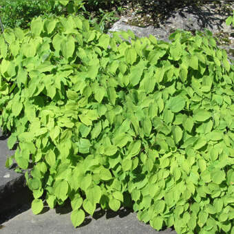 Epimedium alpinum