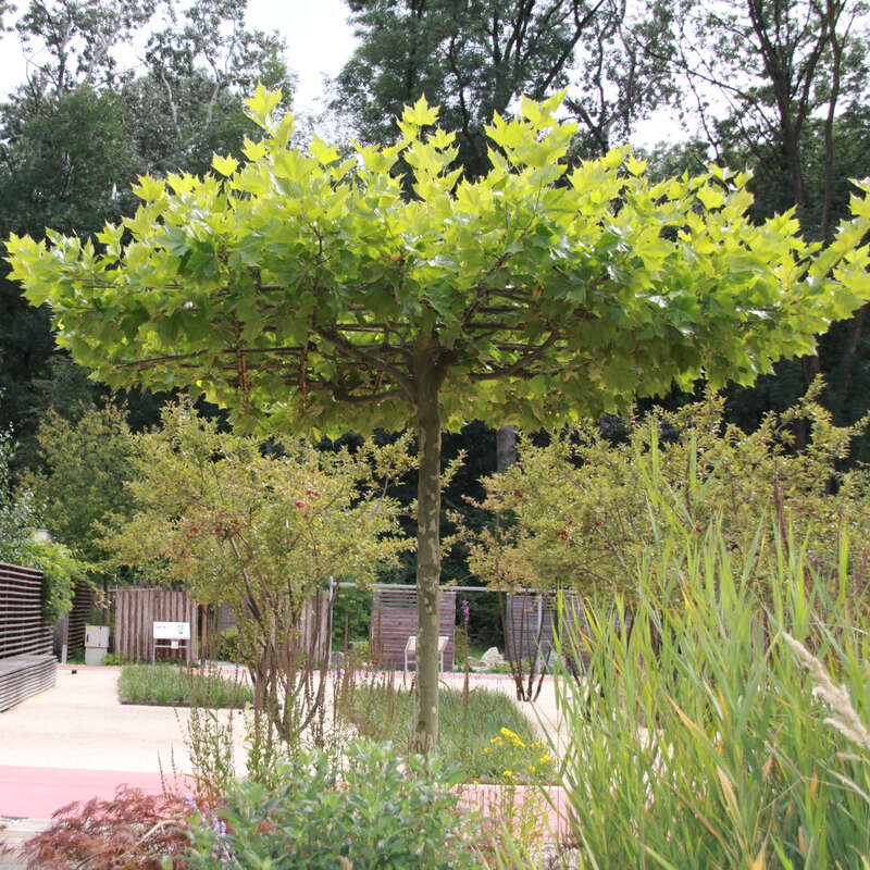 Platane Platanus hispanica