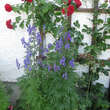 Aconitum napellus: Bild 2/2