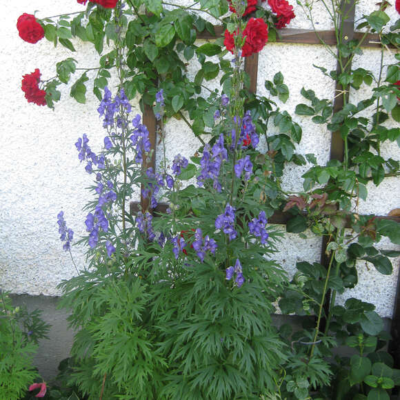 Aconitum napellus: Bild 2/2 Aconitum napellus: Bild 2/2