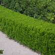 Buxus microphylla 'Faulkner': Bild 1/2