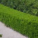 Buxus microphylla 'Faulkner' - Buchsbaum