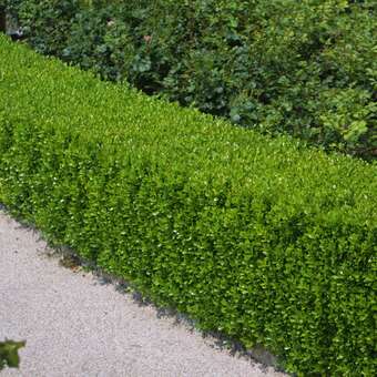 Buxus microphylla 'Faulkner'