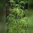 Acer palmatum 'Koto-no-ito': Bild 6/6