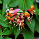 Lonicera henryi - Schlingendes Geißblatt