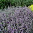 Calluna vulgaris - dunkelrosa: Bild 1/1