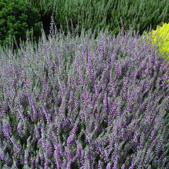 Calluna vulgaris - dunkelrosa