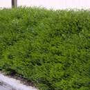 Lonicera pileata 'Moosgrün' - Immergrüne Heckenkirsche