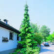 Picea omorika 'Pendula': Bild 1/1