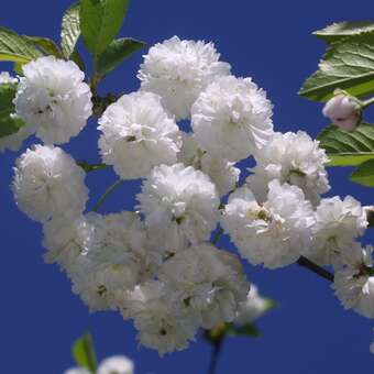 Prunus cerasus 'Rhexii'