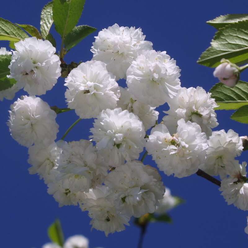 Gefülltbl. ZierSauerkirsche Prunus cerasus 'Rhexii' weiß