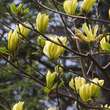 Magnolia 'Butterflies': Bild 3/7