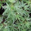 Acer palmatum 'Kagiri-nishiki': Bild 1/4