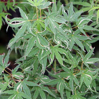 Acer palmatum 'Kagiri-nishiki'