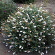 Buddleja davidii 'White Ball': Bild 2/2