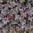 Heuchera 'Amethyst Myst': Bild 3/4