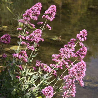 Centranthus ruber 'Coccineus': Bild 2/8