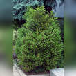 Buxus sempervirens: Bild 15/15