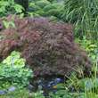 Acer palmatum 'Crimson Queen': Bild 4/7