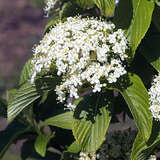 Viburnum sieboldii 'Seneca' - Siebold's Schneeball