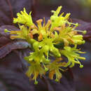 Diervilla sessilifolia 'Dise' - Buschgeißblatt