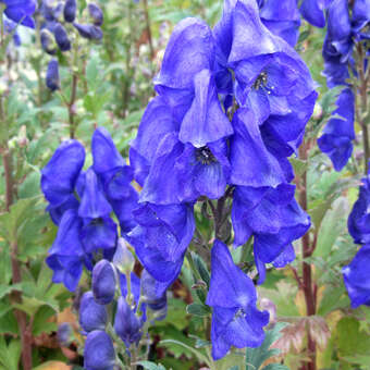 Aconitum carmichaelii 'Arendsii'