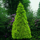 Chamaecyparis lawsoniana 'Golden Wonder' - Goldzypresse