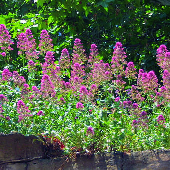 Centranthus ruber 'Coccineus': Bild 6/8