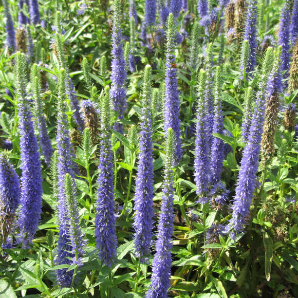 Veronica spicata 'Royal Candles': Bild 4/4 Veronica spicata 'Royal Candles': Bild 4/4