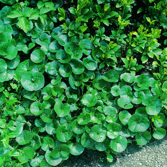 Asarum europaeum