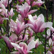 Magnolia 'Heaven Scent': Bild 5/7