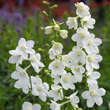 Delphinium belladonna 'Casa Blanca': Bild 1/1