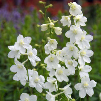 Delphinium belladonna 'Casa Blanca'