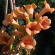 Campsis tagliabuana 'Indian Summer': Bild 2/4