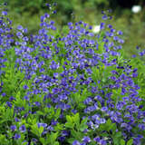 Baptisia australis - Indigolupine