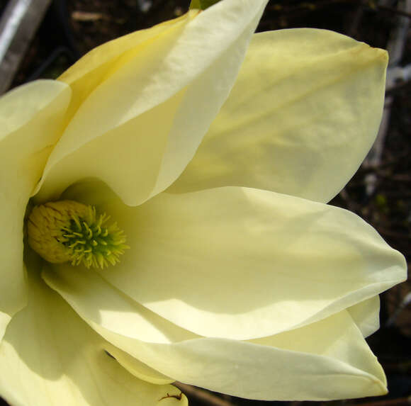 Magnolia denudata 'Yellow River': Bild 3/5
