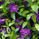 Vinca minor 'Atropurpurea' - Immergrün