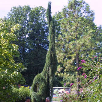 Sequoiadendron giganteum 'Pendulum'