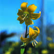 Erythronium 'Pagoda': Bild 1/1
