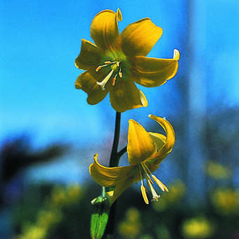 Erythronium 'Pagoda'
